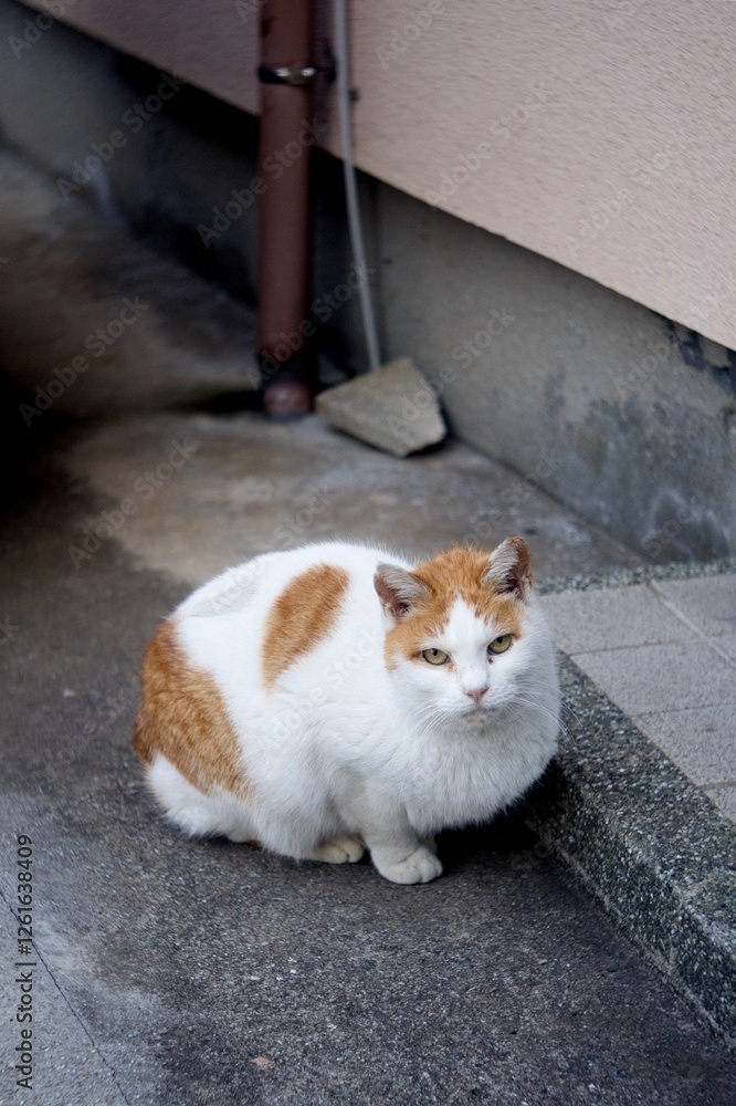 Fototapeta premium 野良猫