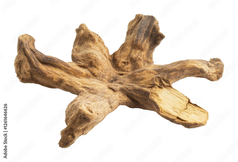 dried mangrove root isolated on transparent background, natural decor and aquarium landscape concept dried mangrove root isolated on transparent background, natural decor and aquarium landscape concept