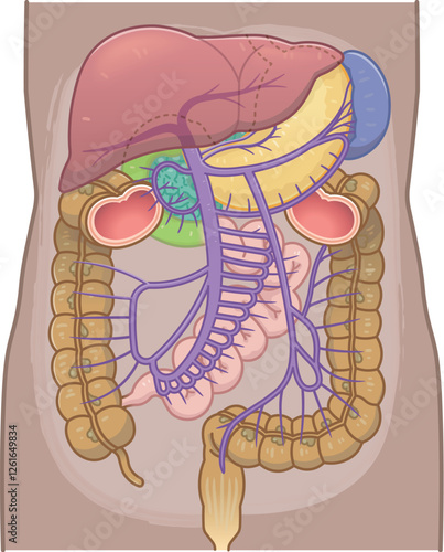 liver,spleen,portal vein,duodenum,stomach,colon,illustration