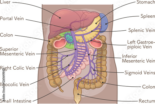 liver,spleen,portal vein,duodenum,stomach,colon,illustration