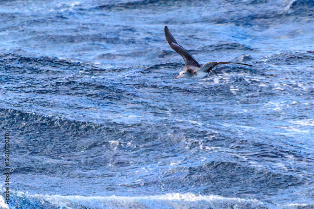 Fototapeta premium 利島の海で見かけた飛翔する美しいオオミズナギドリ（ミズナギドリ科）。 英名学名：Streaked Shearwater, Calonectris leucomelas 東海汽船東京湾〜伊豆諸島航路のさるびあ丸船上にて。 2024 