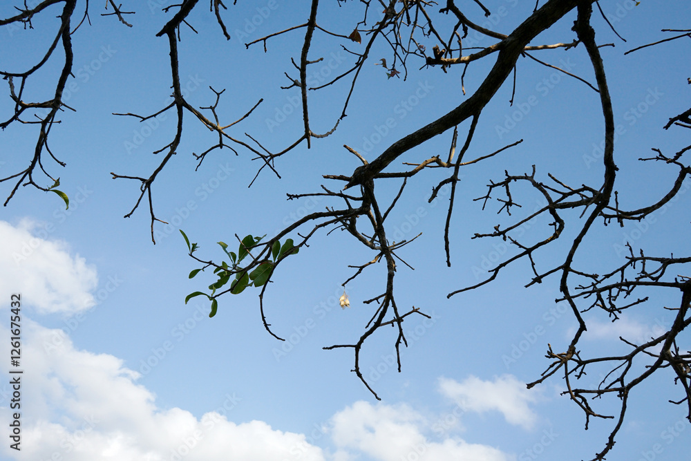Winter tree branches against blue sky Winter tree branches against blue sky