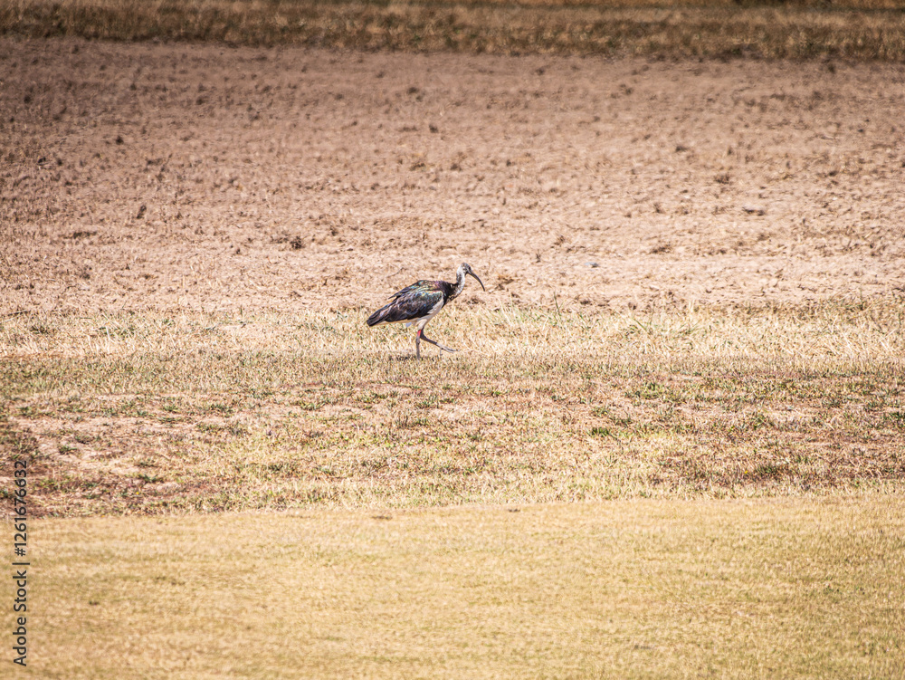 Straw Necked Ibis Lifts Foot In Bare Paddock Straw Necked Ibis Lifts Foot In Bare Paddock
