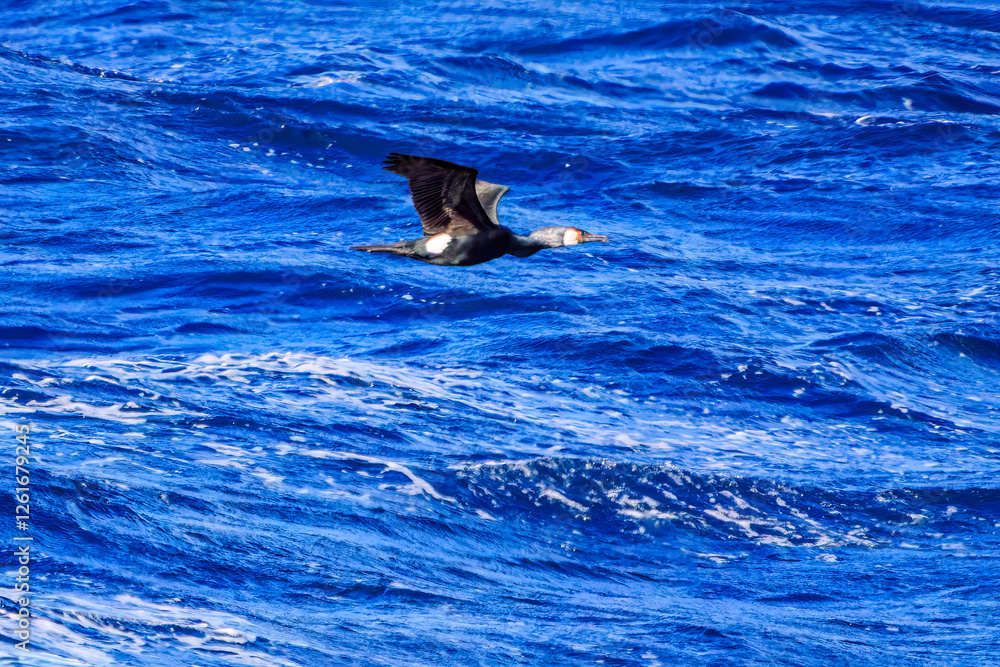 Fototapeta premium 式根島の海で見かけた飛翔する美しいウミウ（ウ科）。 英名学名：Japanese Cormorant, Phalacrocorax capillatus 東海汽船東京湾〜伊豆諸島航路のさるびあ丸船上にて。2024 