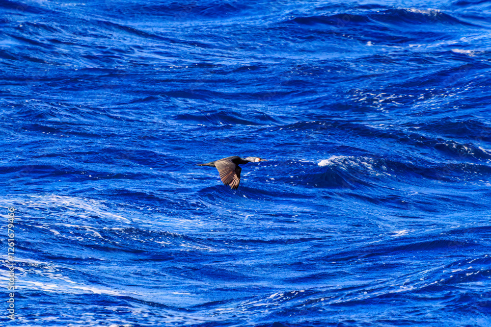 Naklejka premium 式根島の海で見かけた飛翔する美しいウミウ（ウ科）。 英名学名：Japanese Cormorant, Phalacrocorax capillatus 東海汽船東京湾〜伊豆諸島航路のさるびあ丸船上にて。2024 