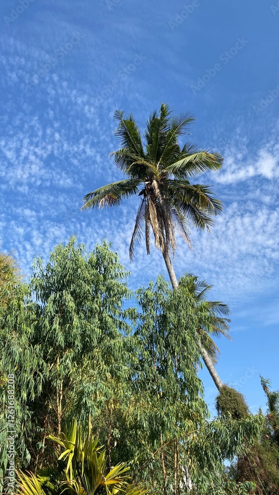 Fototapeta premium winter wind between Summer Coconut tree