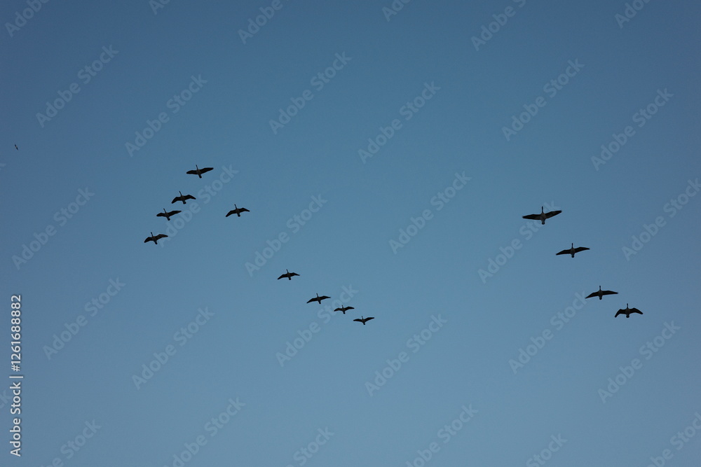 Chasing horizons and bird song in Port Moody Chasing horizons and bird song in Port Moody