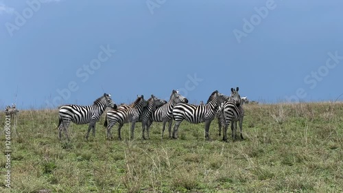 Group of Grant's zebras (Equus quagga boehmi) in Serengeti National Park, Tanzania. photo