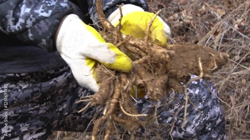 Person holding freshly harvested balloon flower roots