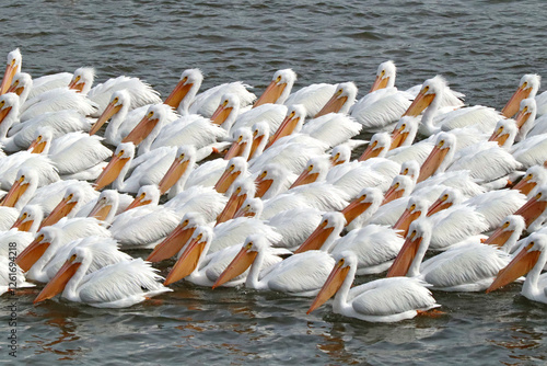 Pelicans on the Arkansas River