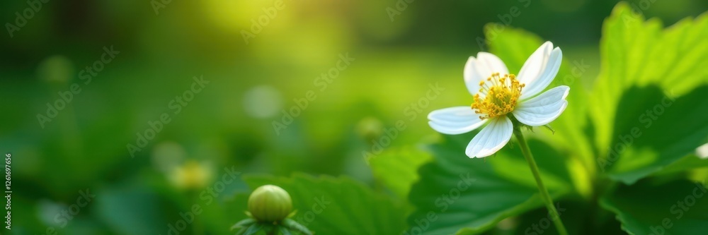 Single white strawberry flower in lush green foliage, soft morning light, stock image, strawberry blossom