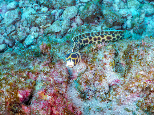 不思議なモヨウモンガラドオシ（ウミヘビ科）。
英名学名：Tiger snake eel, Myrichthys maculosus
東京都伊豆諸島式根島-2024
 photo