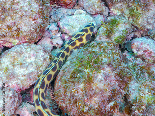 不思議なモヨウモンガラドオシ（ウミヘビ科）。
英名学名：Tiger snake eel, Myrichthys maculosus
東京都伊豆諸島式根島-2024
 photo