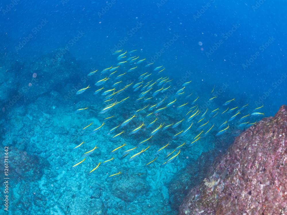 Fototapeta premium 美しいタカベ（タカベ科）の群れ他。 英名学名：Yellowstriped Butterfish, Labracoglossa argentiventris 東京都伊豆諸島式根島-2024 