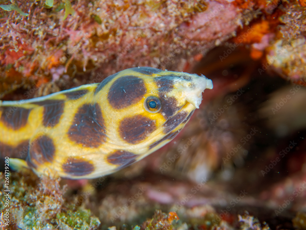 不思議なモヨウモンガラドオシ(ウミヘビ科)。
英名学名:Tiger snake eel, Myrichthys maculosus
東京都伊豆諸島式根島-2024
不思議なモヨウモンガラドオシ(ウミヘビ科)。
英名学名:Tiger snake eel, Myrichthys maculosus
東京都伊豆諸島式根島-2024