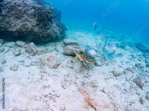 ゆったり泳ぐ美しく大きなアオウミガメ（ウミガメ科）。
英名学名：green sea turtle (Chelonia mydas)
美しいイスズミ（イスズミ科）の群れ他。
英名学名：Brassy Chub, Kyphosus vaigiensis
東京都伊豆諸島式根島-2024
 photo