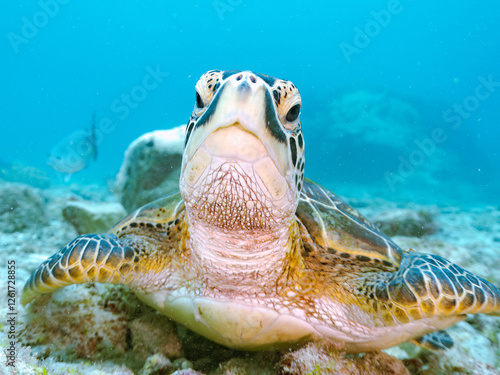 ゆったり泳ぐ美しく大きなアオウミガメ（ウミガメ科）。
英名学名：green sea turtle (Chelonia mydas)
美しいイスズミ（イスズミ科）の群れ他。
英名学名：Brassy Chub, Kyphosus vaigiensis
東京都伊豆諸島式根島-2024
 photo