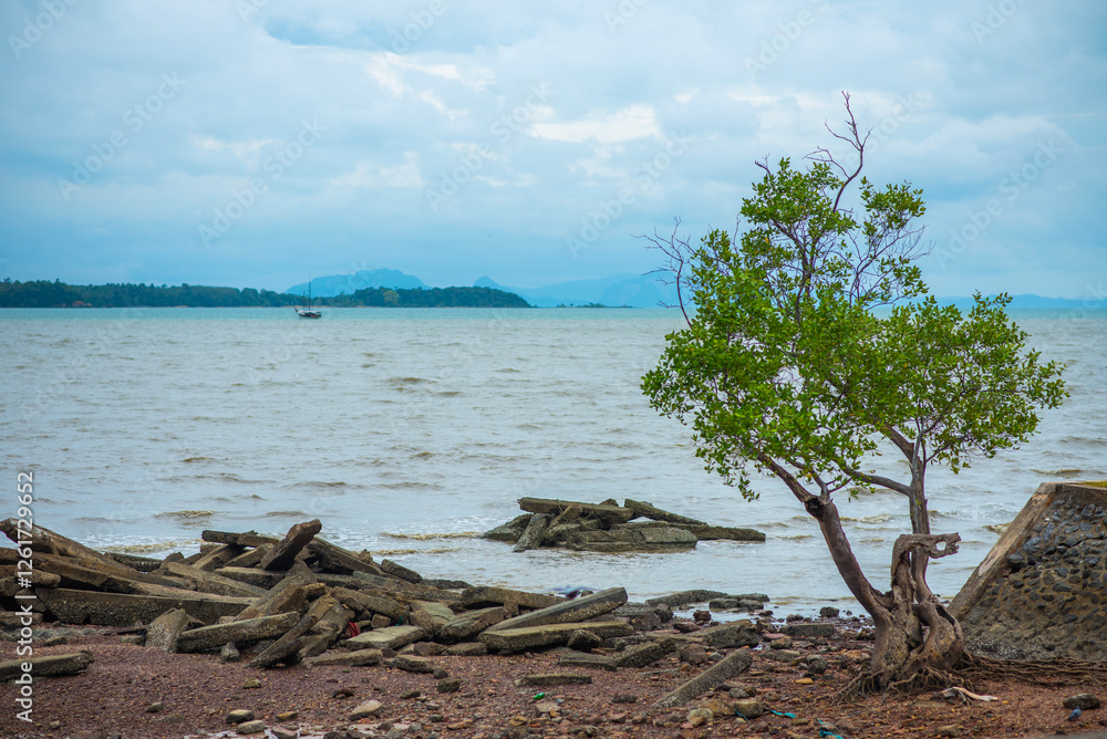 Fototapeta premium tree on the beach.Trees growing on the seaside next to rocks.