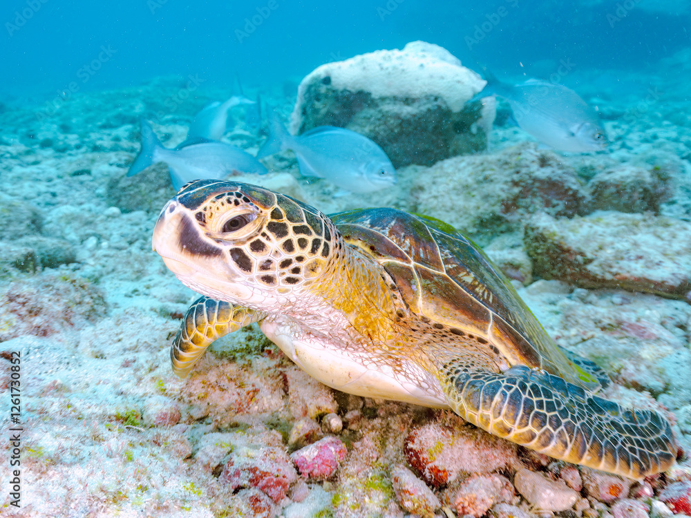 Fototapeta premium ゆったり泳ぐ美しく大きなアオウミガメ（ウミガメ科）。 英名学名：green sea turtle (Chelonia mydas) 美しいイスズミ（イスズミ科）の群れ他。 英名学名：Brassy Chub, Kyphosus vaigiensis 東京都伊豆諸島式根島-2024 