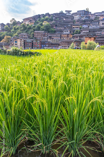 Close up on the rice field at Xijiang Thousand Households Miao Village in Leishan, Guizhou, China photo