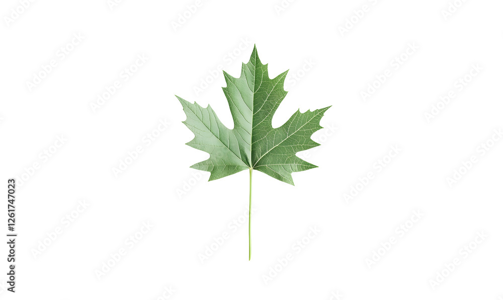 Green maple leaf, isolated, nature, botanical, background, design element Green maple leaf, isolated, nature, botanical, background, design element