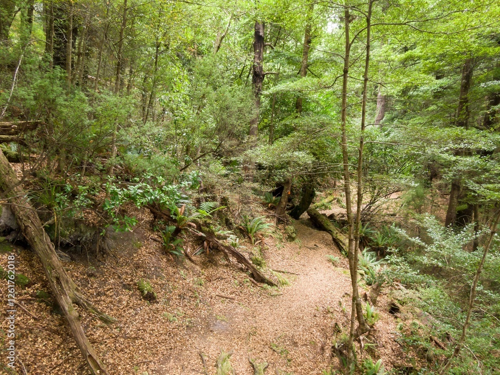 Dense forest path lined with fallen leaves. Nature's beauty. Lake Waikaremoana Track, Hawkes Bay, New Zealand Dense forest path lined with fallen leaves. Nature's beauty. Lake Waikaremoana Track, Hawkes Bay, New Zealand