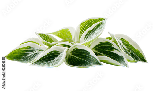 Variegated hosta leaves, garden plant, close-up shot, nature background, website use