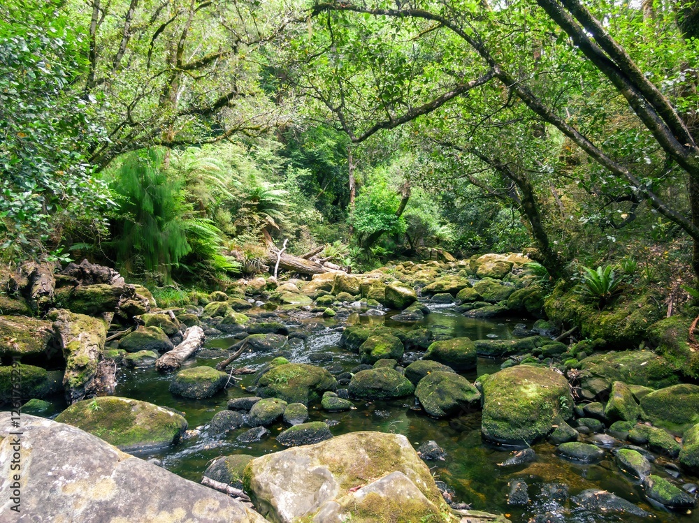 Tranquil forest stream, mossy rocks, lush greenery. Nature's beauty. Lake Waikaremoana Track, Hawkes Bay, New Zealand Tranquil forest stream, mossy rocks, lush greenery. Nature's beauty. Lake Waikaremoana Track, Hawkes Bay, New Zealand