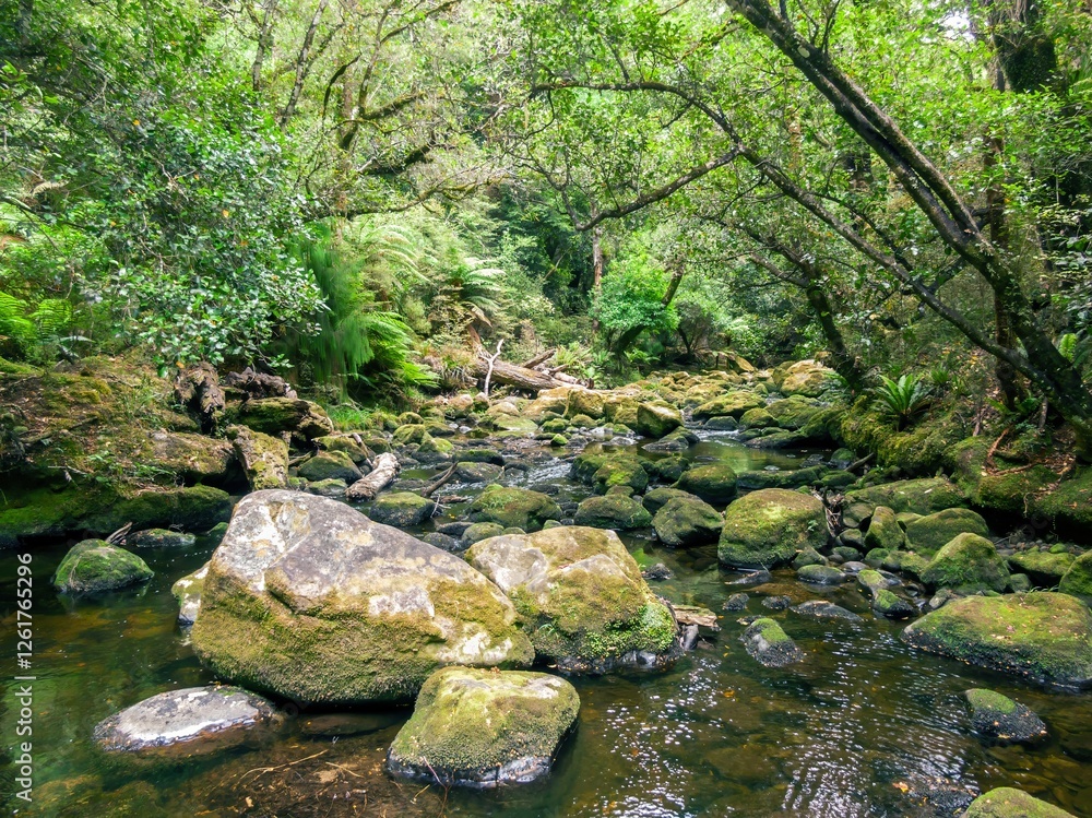 Tranquil forest stream, mossy rocks, lush greenery. Nature's beauty. Lake Waikaremoana Track, Hawkes Bay, New Zealand Tranquil forest stream, mossy rocks, lush greenery. Nature's beauty. Lake Waikaremoana Track, Hawkes Bay, New Zealand