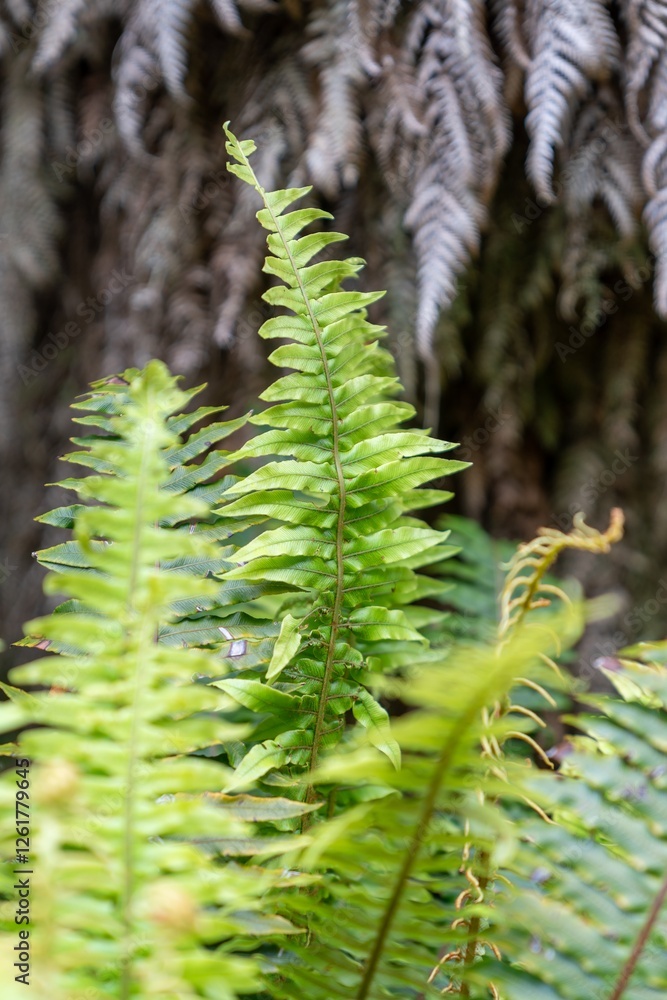 Close-up of vibrant green fern fronds. Nature's intricate detail. Botanical beauty. , Lake Waikaremoana Track, Hawkes Bay, New Zealand Close-up of vibrant green fern fronds. Nature's intricate detail. Botanical beauty. , Lake Waikaremoana Track, Hawkes Bay, New Zealand