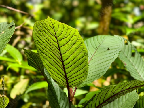 kratom leaves in the morning photo