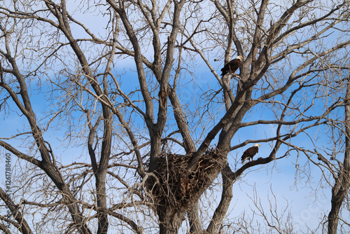 Bald Eagles in a tree by their nest