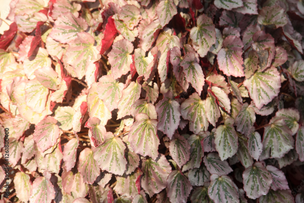 Red begonia flowers that decorate the yard, full frame of red flowers illuminated by the morning sun Red begonia flowers that decorate the yard, full frame of red flowers illuminated by the morning sun