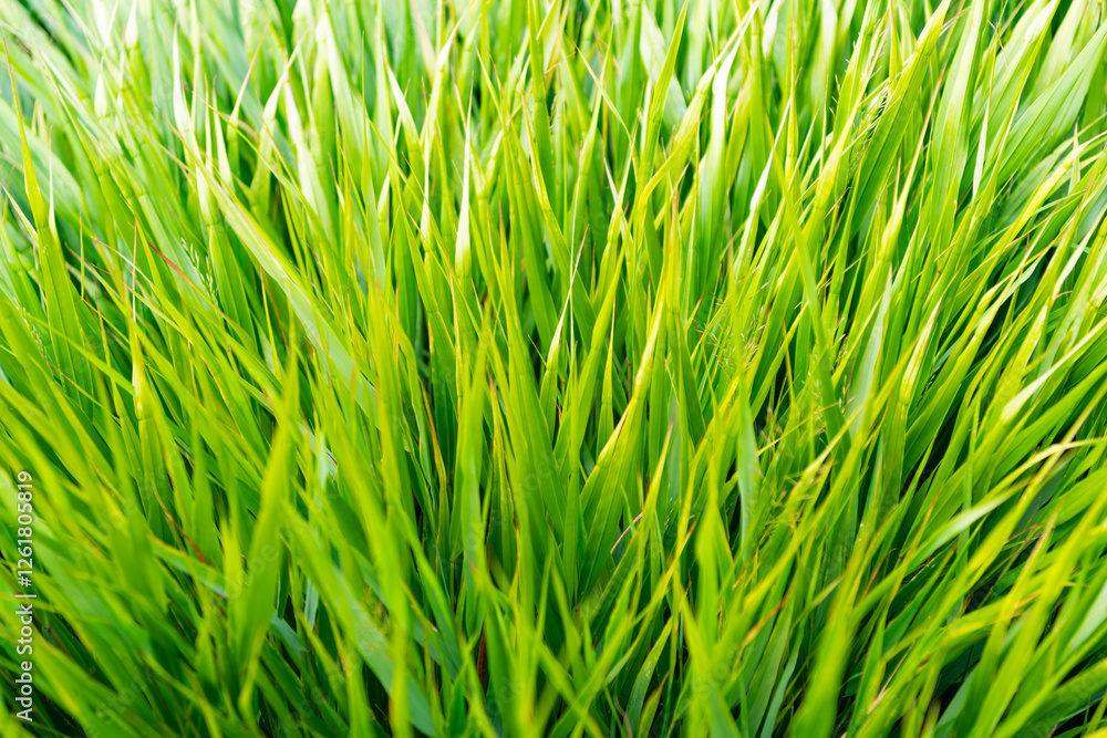 Green nature background. Grassland meadow. Grass background. Nature environment. Green grass lawn. Nature with green grassy. Summer lawn with grassy plant. Lush vegetation Green nature background. Grassland meadow. Grass background. Nature environment. Green grass lawn. Nature with green grassy. Summer lawn with grassy plant. Lush vegetation