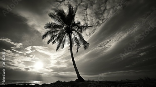 contrast black and white palm photo