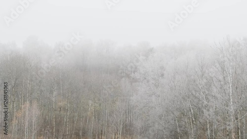 Wallpaper Mural Frozen forest in fog in autumn. Static video	 Torontodigital.ca