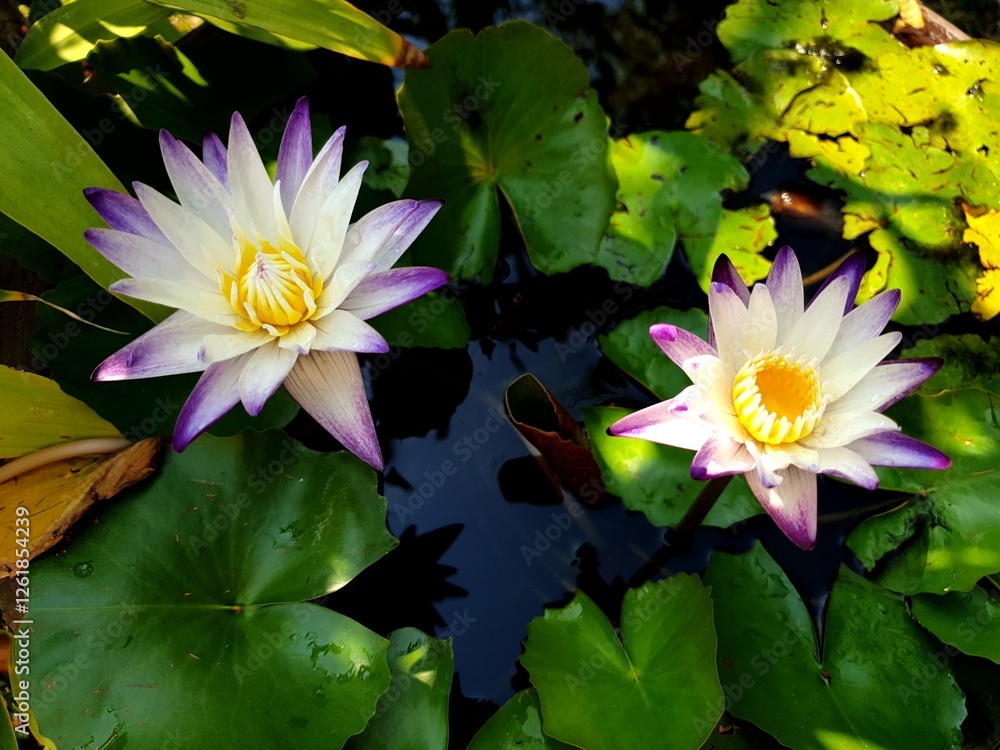 Purple lotus in the pond It smells great in the morning. Purple lotus in the pond It smells great in the morning.