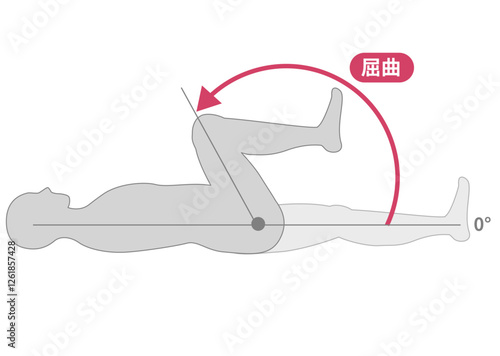 股関節の可動域　屈曲