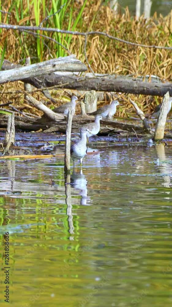4K Vertical Video of Sandpipers in Spring at Elk Island National Park, Edmonton 4K Vertical Video of Sandpipers in Spring at Elk Island National Park, Edmonton
