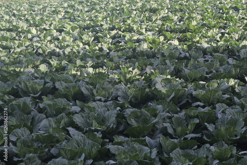 cabbage farming