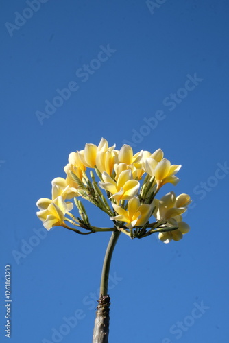 frangipani flowers against a blue sky background