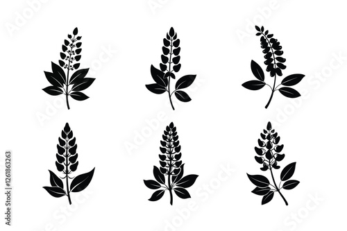 False Indigo (Amorpha fruticosa) silhouette vector illustration