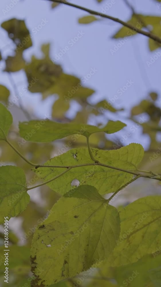 leaves on a tree in front of a blue sky in a sunny autumn weather, dry leaves, green leaves leaves on a tree in front of a blue sky in a sunny autumn weather, dry leaves, green leaves