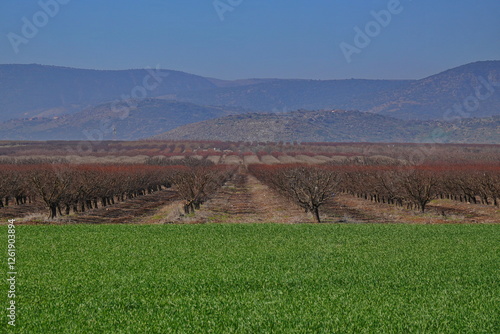 agriculture in the Hula valley in northern Israel in winter