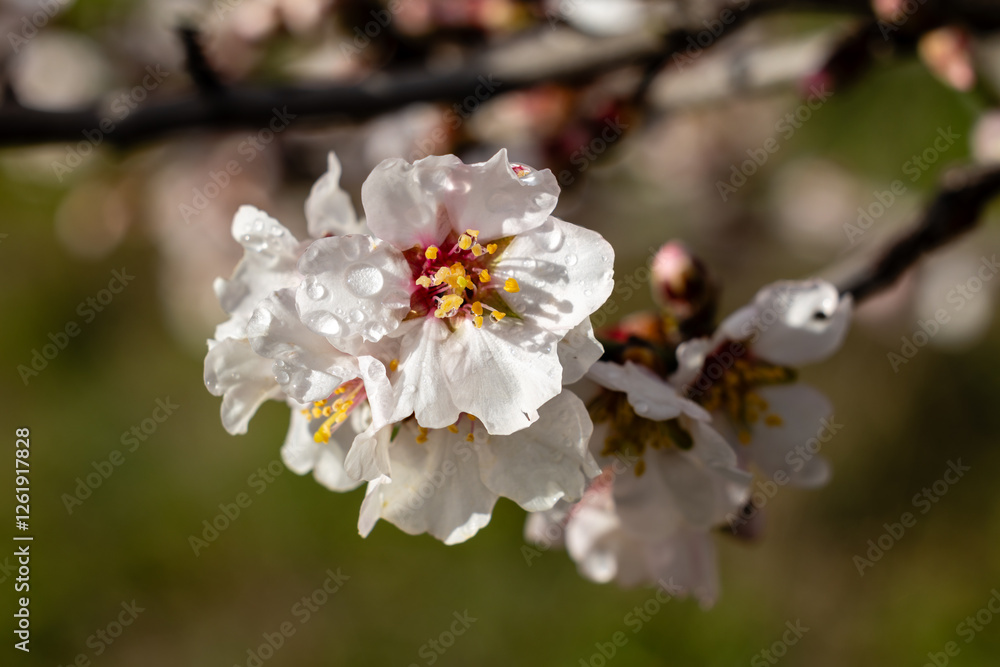 First almond blossoms of the year 2025 in Madrid in the month of February First almond blossoms of the year 2025 in Madrid in the month of February