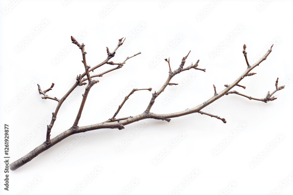 Dry tree branches isolated on white background, top view.. Dry tree branches isolated on white background, top view..