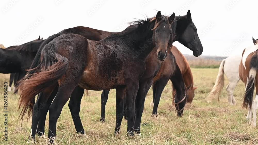 Horses standing in quiet pasture radiate tranquility, their presence soothing the mind. Peaceful countryside scene inspires relaxation and mindfulness, promoting stress relief