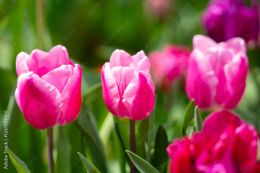 Blossom spring flowers tulips. Spring background for Easter or Valentines Day. Beautiful bouquet of tulips in spring with blurred background. Spring design. Blossom spring flowers tulips. Spring background for Easter or Valentines Day. Beautiful bouquet of tulips in spring with blurred background. Spring design.