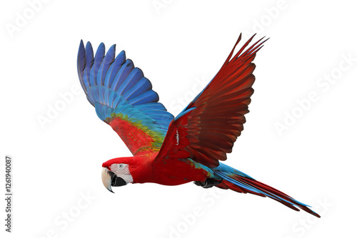 Colorful flying Green Wing Macaw parrot isolated on transparent background png file