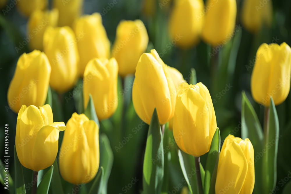 Yellow tulips blooming at ornamental garden in spring time, Flower background Yellow tulips blooming at ornamental garden in spring time, Flower background